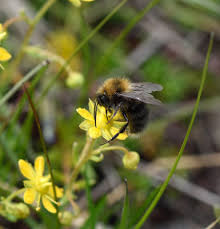 Image result for Bombus cingulatus
