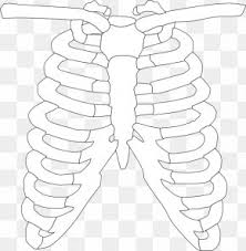 165 transparent png illustrations and cipart matching rib cage. Rib Cage Images Rib Cage Transparent Png Free Download