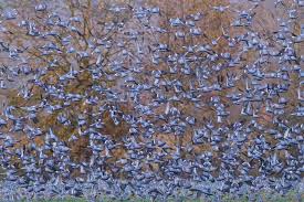 100 nouveaux jeux mathématiques astucieux (série orange) : Un Millon De Palombes Recenses Dans Le Gers Le Chasseur Francais