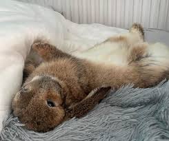 Image result for tbn:nuNU7FPK4A54yM::rvforsaleguide.com/images/bunny-resting-picture.jpg