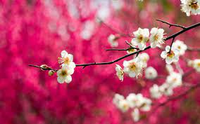 Get to know your apple watch by trying out the taps swipes, and presses you'll be using most. 1000 Best Flower Mac Wallpapers Free Hd Download Allmacwallpaper