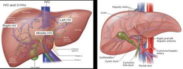 Anatomy of liver | how to draw liver diagram (anterior and posterior view) this video is so basic and easily explained. Liver Diagram Easy Easy Notes On Liver Learn In Just 4 Minutes Earth S Lab