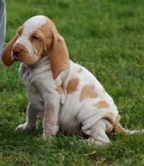 With thousands of bracco italiano puppies for sale and hundreds of bracco italiano dog breeders, you're sure to find the perfect bracco italiano puppy. Researchbreeder Com Find Bracco Italiano Puppies For Sale Genetic Testing Done