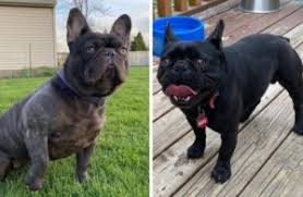We have adorable french bulldog puppies ranging from $1200 to $1600. 5 Best French Bulldog Breeders In Wisconsin Reviews Smiling Bulldogs
