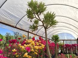 Sie suchen den besten sale? South Phoenix Garden Plant Nurseries Whitfill Maya S Plant Stand Phoenix New Times