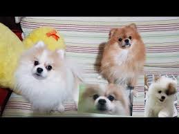 Canli Yayindayiz Pomeranian Boo Kopeklerimiz Cute Youtube 2020 Yavru Kopek Kopek Babalar
