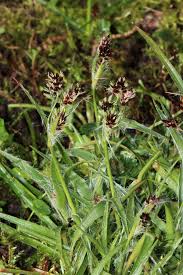 Image result for Luzula abyssinica