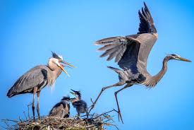 Wildlife at the ritch grissom memorial wetlands in viera, located at the west end of wickham road at 3658 charlie corbeil way. Image Of The Day Viera Wetlands Nature Festival Set April 21and 22 Free Community Event
