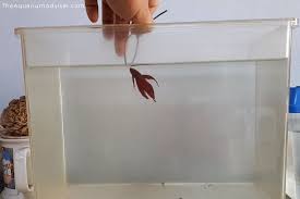 Tricks To Teach Your Betta Fish Follow Finger Jumping Through Hoop Betta Fish Betta Fish Jumps