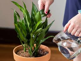 Soil for houseplants from torfopredpriyatie glinka. How To Water Houseplants Correctly