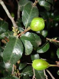 Image result for Rinorea angustifolia