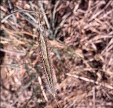 Image result for Dichanthium sericeum