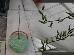 Image result for Thesium singulare