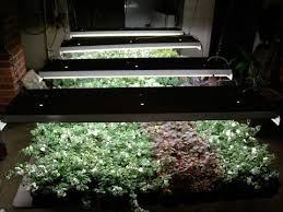 Indoor Vegetable Garden Diy Indoor Garden