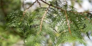 Get preventative tree maintenance from the skilled arborists at cedar tree & landscape service inc. Northern White Cedar Thuja Occidentalis