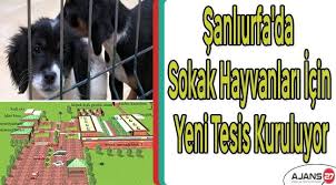 Ajans27 Adli Kullanicinin Haberler Panosundaki Pin 2020 Hayvan Sokak Hayvanlar