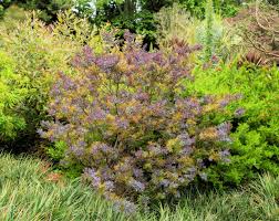 Image result for Acacia pentagona