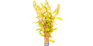 Image result for Nesaea