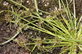Image result for Cyperus margaritaceus