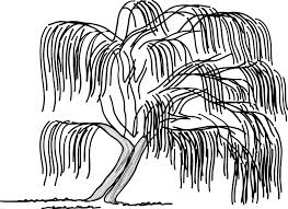 They are commonly found by rivers, lakes, and oceans. Weeping Willow Tree Free Vector Graphic On Pixabay