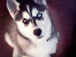 Blue Eyes Black And Brown Husky Husky Of Two Different Eyes Wallpaper Cute Husky Puppies Husky With Blue Eyes Husky Puppy
