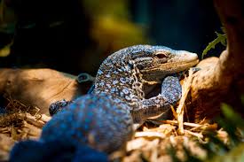 Are There Lizards in Myrtle Beach?