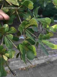 Image result for Terminalia neotaliala