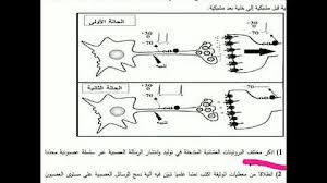 يشكل مسار الرسالة العصبية قوسا انعكاسية. Ù†Øµ Ø¹Ù„Ù…ÙŠ Ø¹Ù† Ø¢Ù„ÙŠØ© Ø§Ù†ØªÙ‚Ø§Ù„ Ø§Ù„Ø±Ø³Ø§Ù„Ø© Ø§Ù„Ø¹ØµØ¨ÙŠØ© Ø¹Ù„Ù‰ Ù…Ø³ØªÙˆÙ‰ Ø§Ù„Ù…Ø´Ø¨Ùƒ ØªØ­Ù…ÙŠÙ„ Download Mp4 Mp3