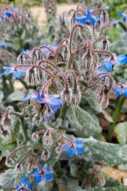 Image result for Trichodesma physaloides