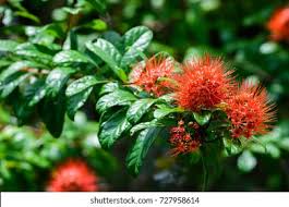 Image result for Combretum erythrophyllum