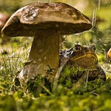 Birds Do It Bees Do It Even Educated Fleas Do It Let S Do It Let S Fall In Love Links 6 12 13 Kvakshi Lyagushka