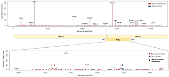 Involved in the virus replication. Genome Wide Identification And Characterization Of Point Mutations In The Sars Cov 2 Genome