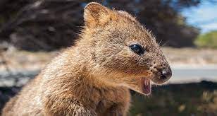 They feed on grasses and leaves, fruits and insects. Fun Facts About The Quokka The Happiest Animal On Earth