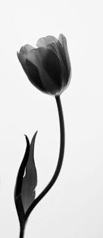 Tulip Black And White Tattoo Design Tattoes Idea 2015 2016 Tulpen Narcissen Aquarellen