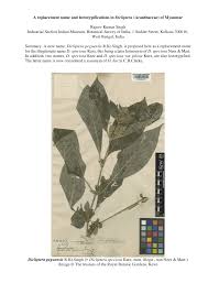 Image result for Dicliptera carvalhoi