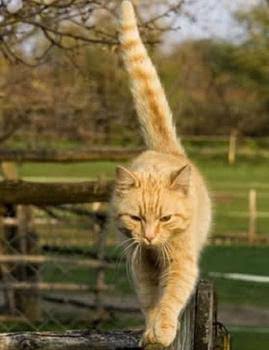 نتيجة بحث الصور عن هل ذيل القط يحافظ على توازنها"