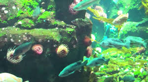 A subreddit for all aquarium lovers! Giant Aquarium At Vancouver Yvr Airport Rock Fish Surf Perch Etc Youtube