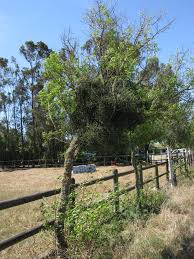 Image result for Viscum congolense