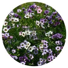 Image result for Felicia grantii