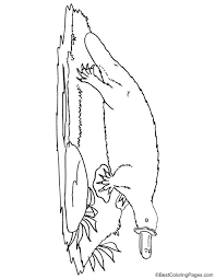 Platypus Coloring Page In 2020 Coloring Pages Coloring Pages For Kids Color