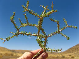 Image result for Rhigozum zambesiacum