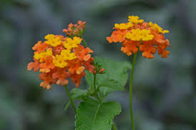 Image result for Verbenaceae