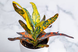 Parler de ravageurs et de maladies des plantes peut sembler long et difficile à comprendre. Croton Entretenir Tailler Rempoter Et Varietes