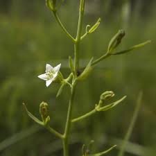 Image result for Thesium megalocarpum