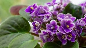 Image result for Saintpauliopsis