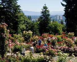 Portland Rose Garden Travel Portland Rose Garden Portland Portland Travel Portland Japanese Garden