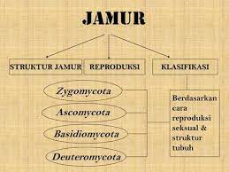 86%86% menganggap dokumen ini bermanfaat, tandai dokumen ini sebagai bermanfaat. Dunia Fungi Ppt Download
