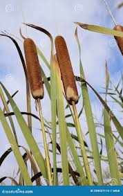 Image result for Typhaceae