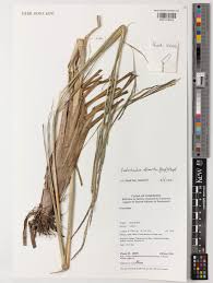 Image result for Rottboellia