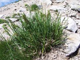 Image result for Poa schimperiana